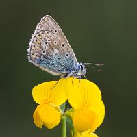 Common Blue 7 